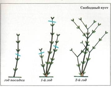 Specii de liliac de liliac, forme și formarea arbustului