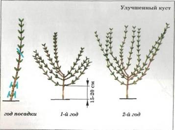 Specii de liliac de liliac, forme și formarea arbustului