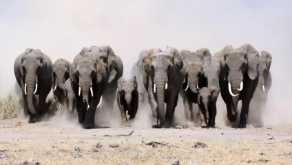 Elefántok és mindent róluk