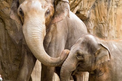 Elefanții și totul despre ei