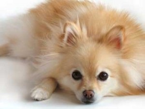 A Chihuahua és más fajták keveréke, Chihuahua cikkek