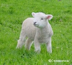 Smushki - selyanochka - portal pentru fermieri, agricultură, animale, păsări de curte,