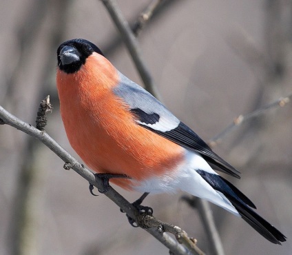 Bullfinch, bullfinch comun