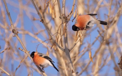 Bullfinch, bullfinch comun