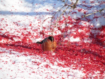 Bullfinch, bullfinch comun