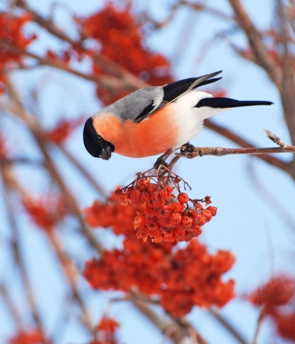 Bullfinch, bullfinch comun