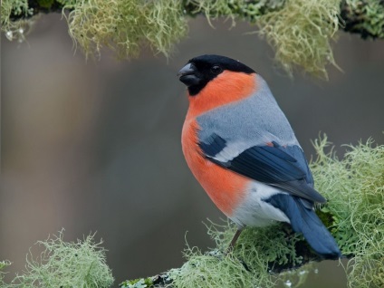 Bullfinch, bullfinch comun