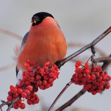 Bullfinch, közös bullfinch