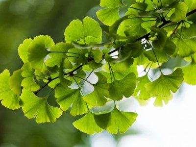 Co2-extract de ginkgo biloba, biotevtika - extracte naturale (co2-extracte, hidrofile