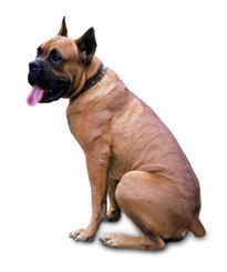 Dog boxer Descrierea germană a rasei, principalele caracteristici ale câinelui, originea boxerilor,