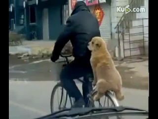 Câinele se plimbă pe trunchiul unei biciclete)))) - clip, viziona online, descarcă un clip pe care câinele se plimbă