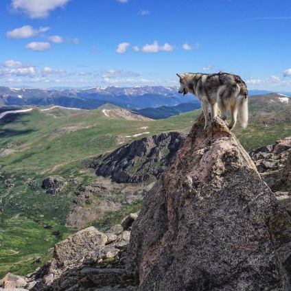 Un câine numit Loki, a cărui viață este plină de aventură