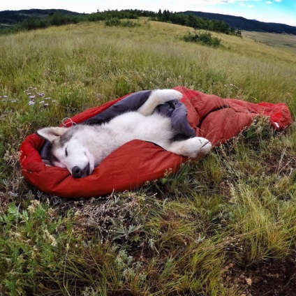 Un câine numit Loki, a cărui viață este plină de aventură