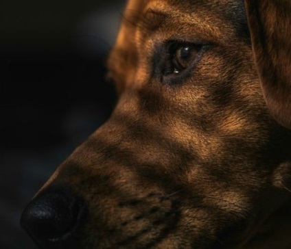 Conținutul câinilor de luptă pentru câini poate fi egal cu armele, știrile