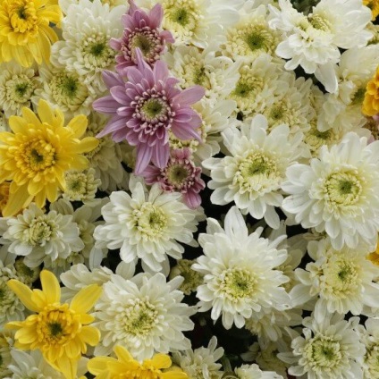 Soiuri de crizanteme fotografie și numele de noi grădină perene, coreeană, alb și cu flori mari