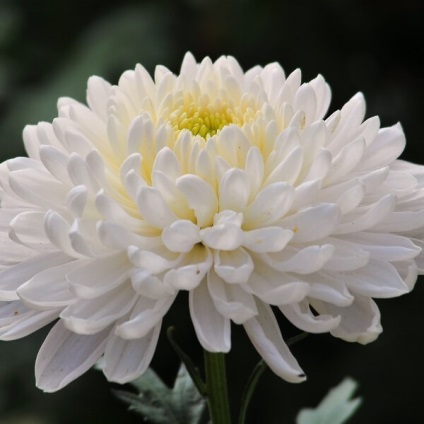 Soiuri de crizanteme fotografie și numele de noi grădină perene, coreeană, alb și cu flori mari