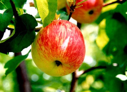 Tipuri de măr, cu o fotografie