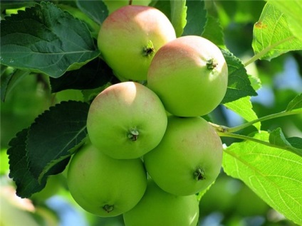 Tipuri de măr, cu o fotografie