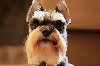 Îngrijirea schnauzerului miniatural