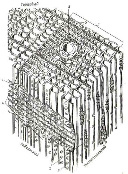 Structura lemnului de conifere