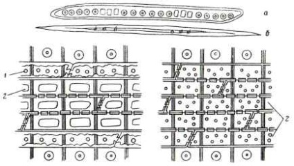 Structura lemnului de conifere