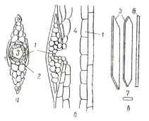 Structura lemnului de conifere