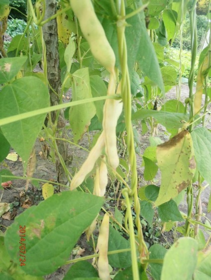 String (sparanghel) fasole - experiența personală de creștere