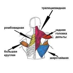 Înapoi Corpul posturii de șa - Nutriție sportivă