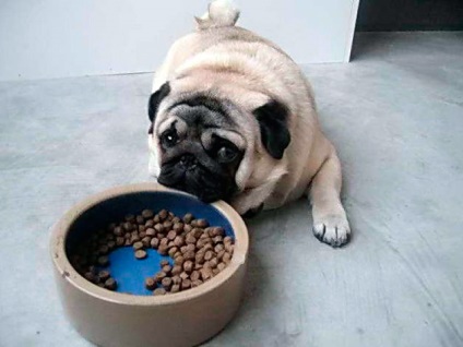 Alimente uscate pentru pugs - sfaturi și recomandări