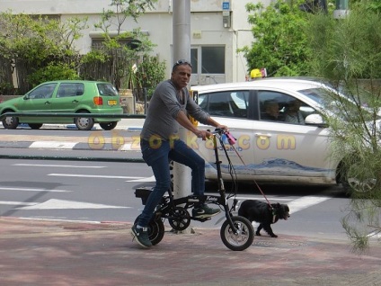 Tel Aviv - orașul câinilor analizează prețul real, negativ, divorțul, unde să cumpere