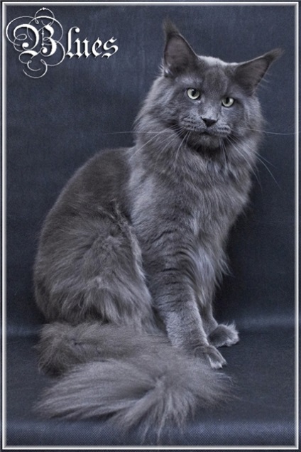 Teritoriul Maine Coons - Maine Coon culori