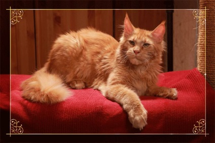 Maine Coon territory - culori Maine Coon