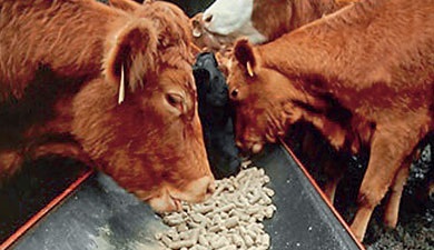 Tehnicile de vaci de muls, precum și în partea dreaptă a acestora