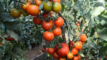 Tomatele - o grămadă, o caracteristică a modului de creștere, revizuiesc