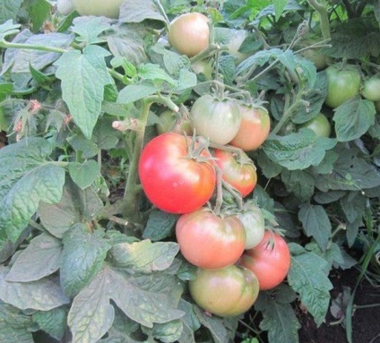 Tomatele - o grămadă, o caracteristică a modului de creștere, revizuiesc