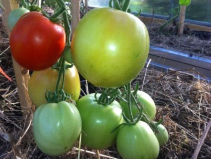 Tomat Sunrise f1 comentarii, poze, descrierea unui hibrid de tomate, o cabana de vara