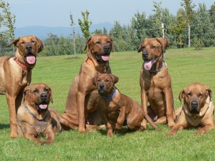 Tosa-inu - câine de luptă