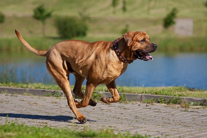 Tosa-inu - câine de luptă