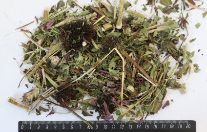 Iarbă Echinacea proprietăți utile, caracteristici de utilizare și contraindicații