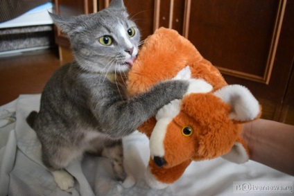O pisică instruită masyanya de la Tver îndeplinește comenzi mai bine decât mulți câini