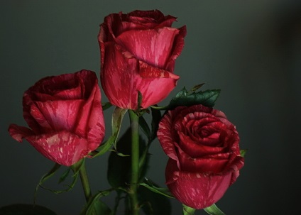Trei poze cu trandafiri