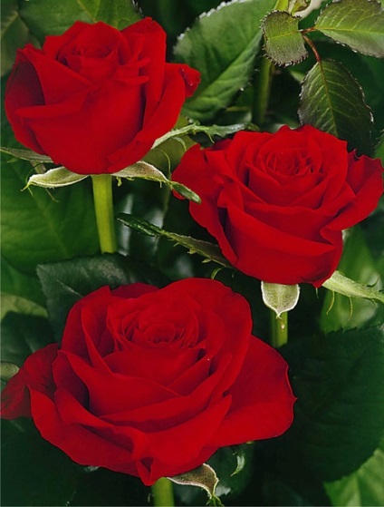 Három rózsa kép