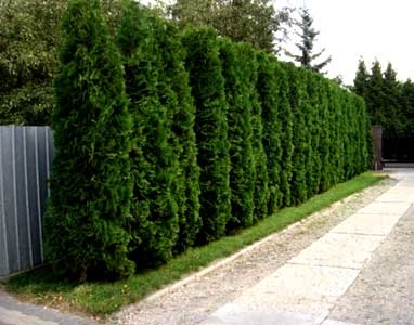 Thuja coloana occidentală cumpăra în pepinieră din Belarus, un gard viu de tuja granit