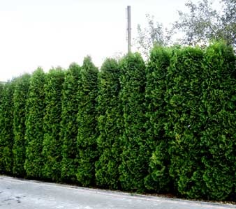 Thuja coloana occidentală cumpăra în pepinieră din Belarus, un gard viu de tuja granit