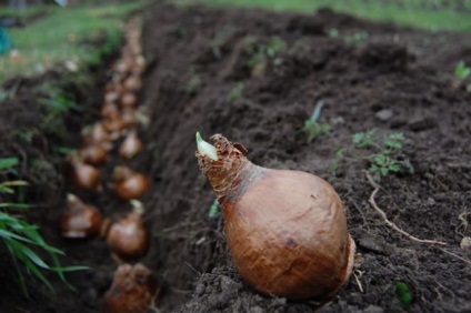 Télen a tulipánok télen kényszerítik a tulipánokat, függetlenül attól, hogy ásni kell-e, az egerek védelméről, mikor, hogyan és mi