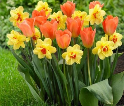 Télen a tulipánok télen kényszerítik a tulipánokat, függetlenül attól, hogy ásni kell-e, az egerek védelméről, mikor, hogyan és mi