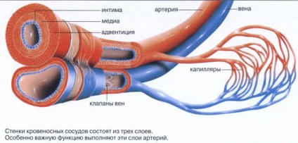 Consolidarea vaselor de sânge și a capilarelor umane cu medicamente și medicamente populare