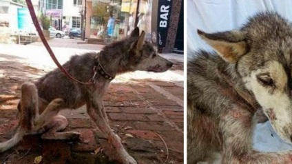 Câinele mort a ascuns cel mai valoros lucru sub animalele iubite de burtă