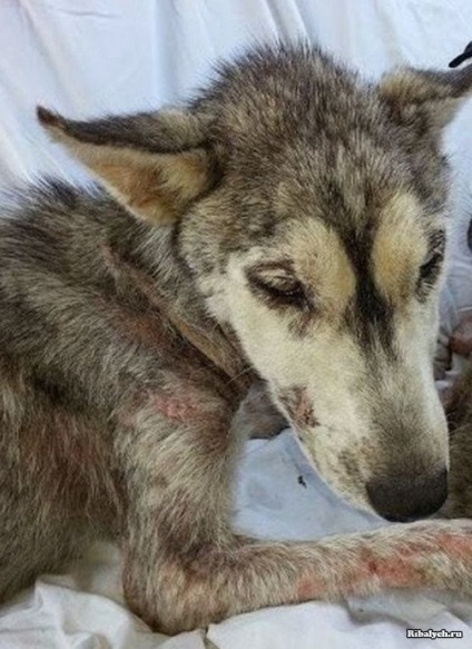 Câinele mort a ascuns cel mai valoros lucru sub animalele iubite de burtă