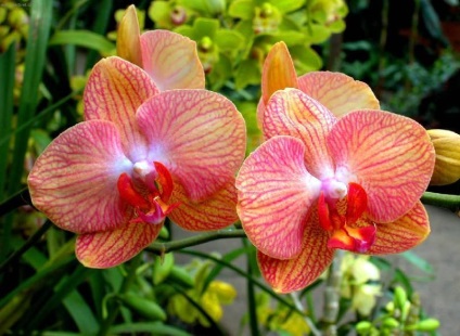 Îngrijirea la domiciliu pentru orhideea phalaenopsis